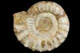 Huge, Jurassic Ammonite Fossil - Madagascar #137866-4